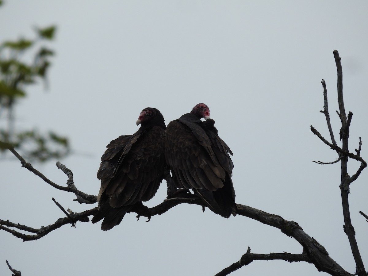 Turkey Vulture - Nora Woodworth