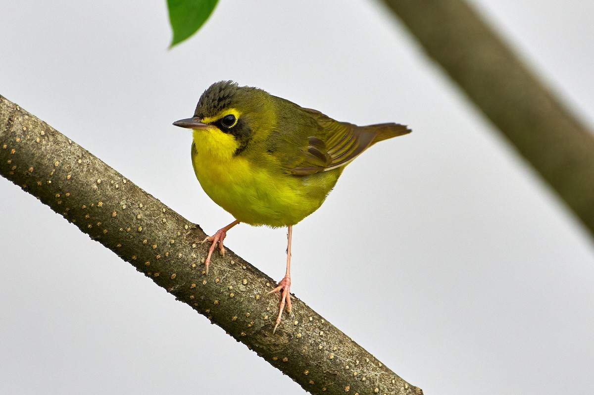 Kentucky Warbler - Pam Linge
