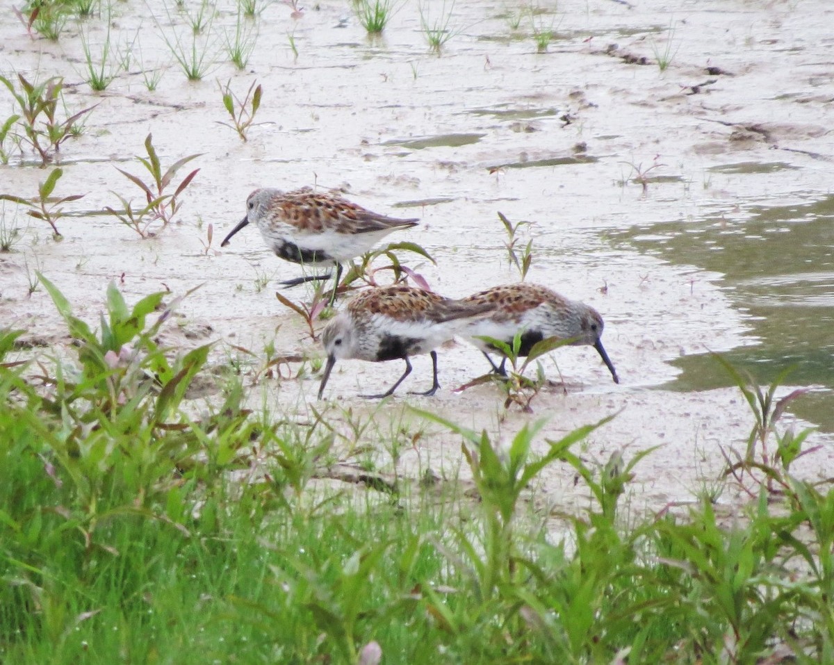 Dunlin - ML234063141