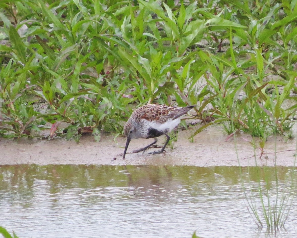 Dunlin - ML234063151