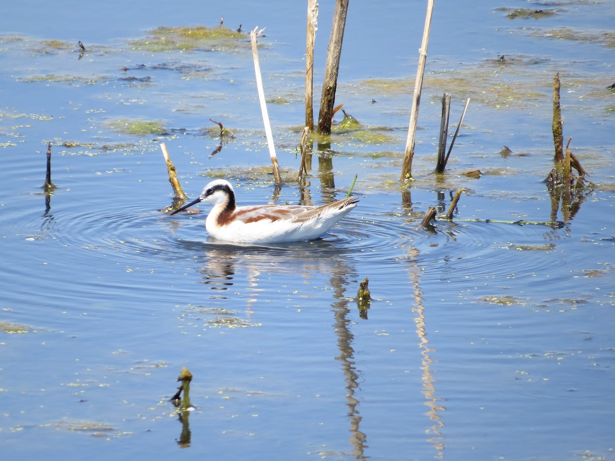 hvithalesvømmesnipe - ML234063251