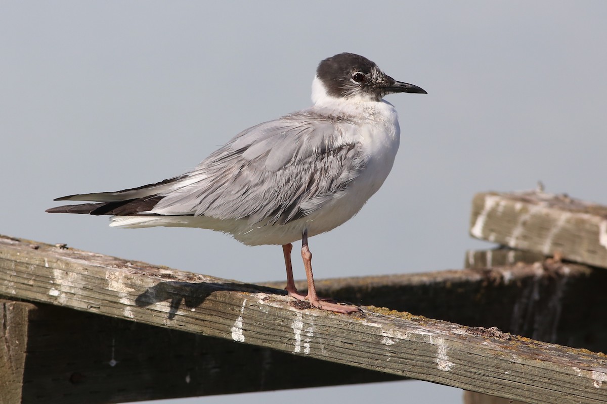 Bonaparte's Gull - ML234066151