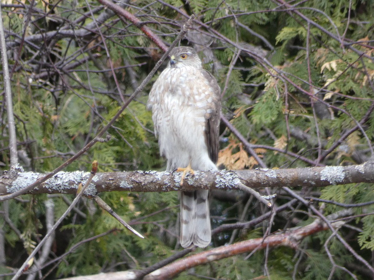 Sharp-shinned Hawk - ML234066381