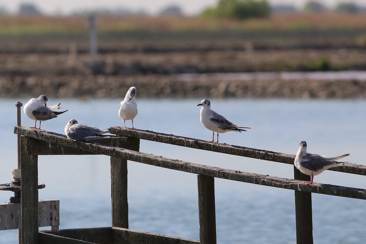 Bonaparte's Gull - ML234066471