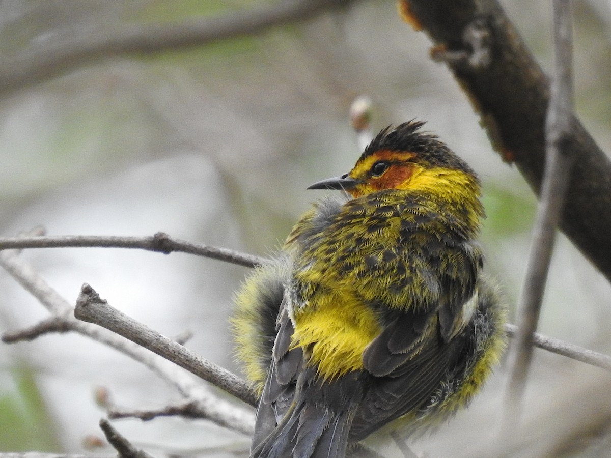 Cape May Warbler - ML234068341