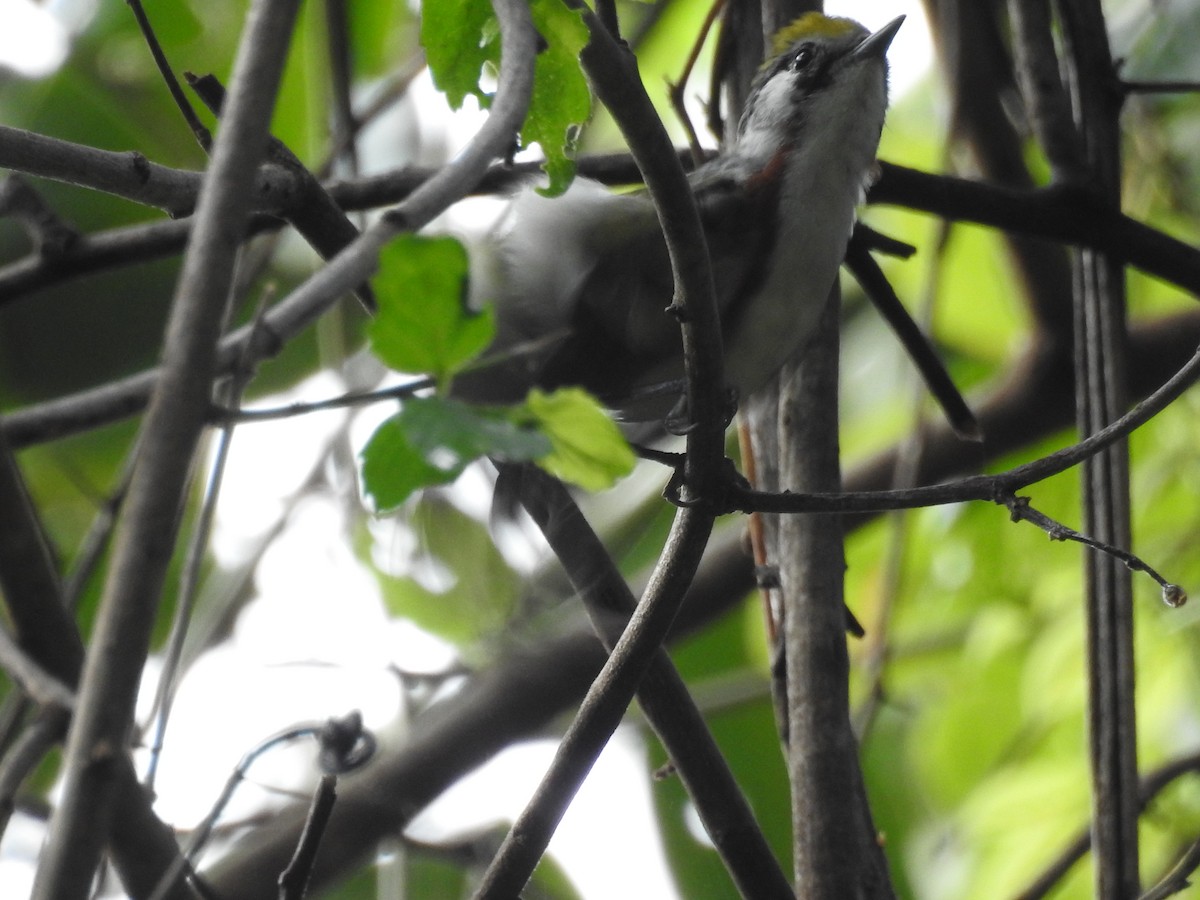 Chestnut-sided Warbler - ML234068561