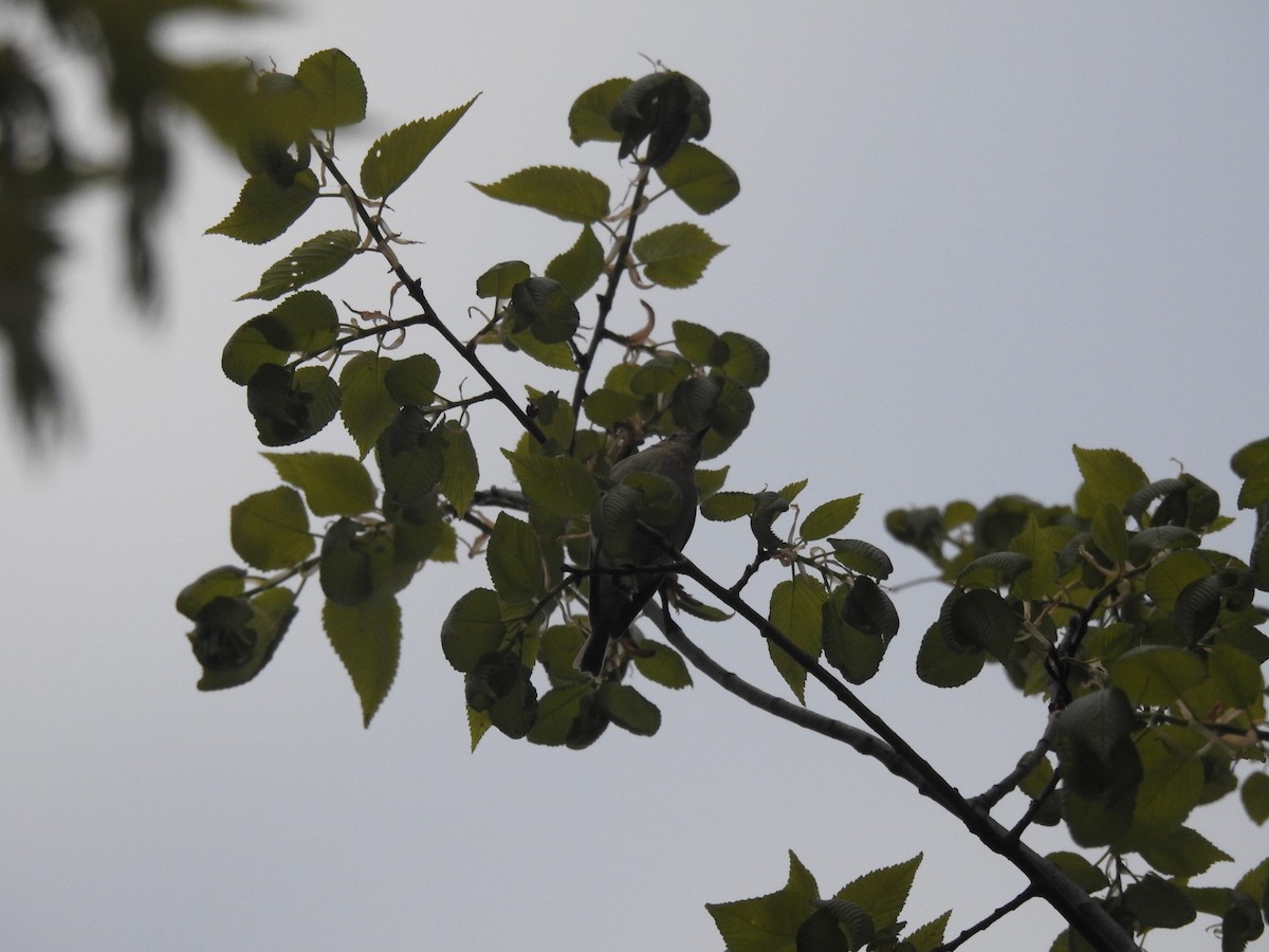 Ruby-crowned Kinglet - ML234072591