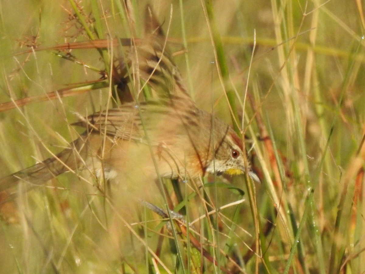 Chotoy Spinetail - Fabricio Candia