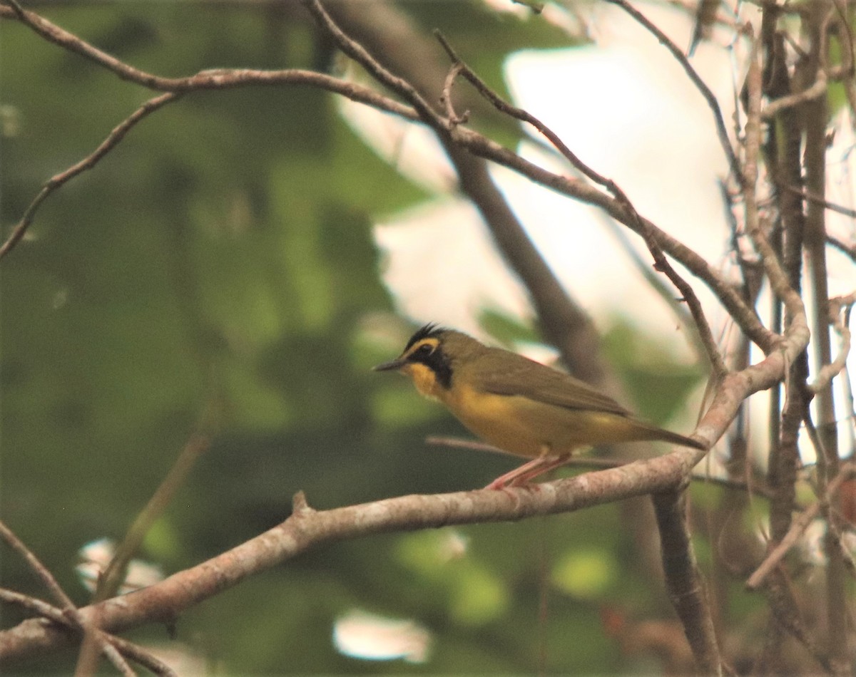 Kentucky Warbler - ML234072711
