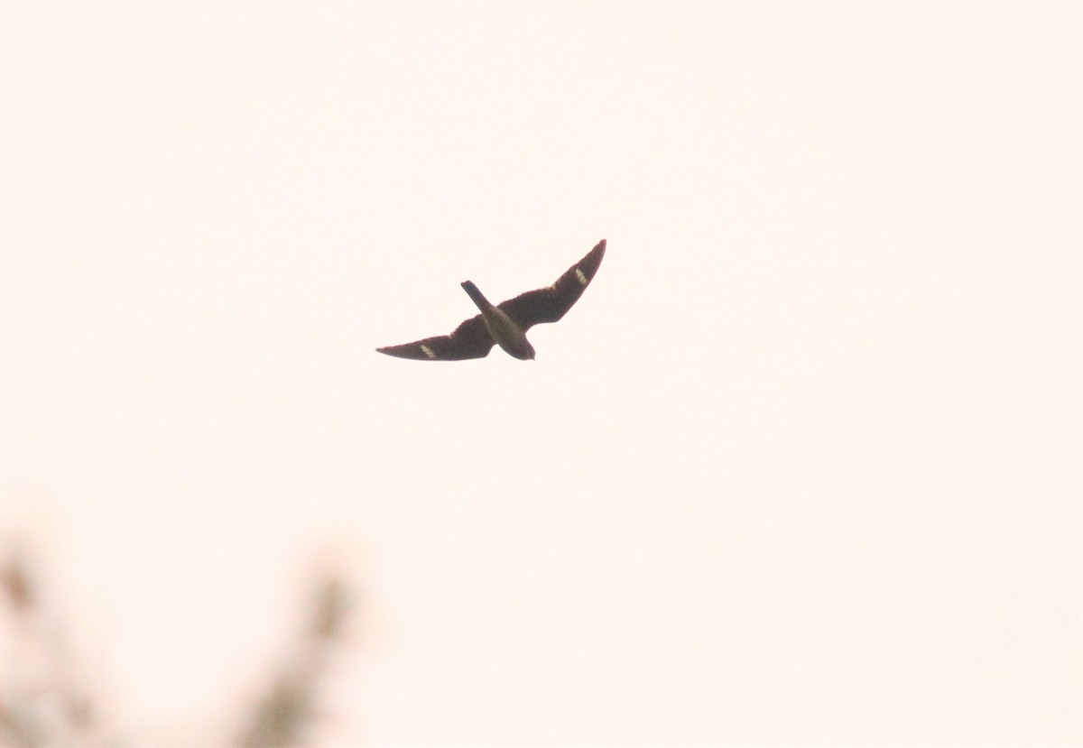 Common Nighthawk - ML234073001