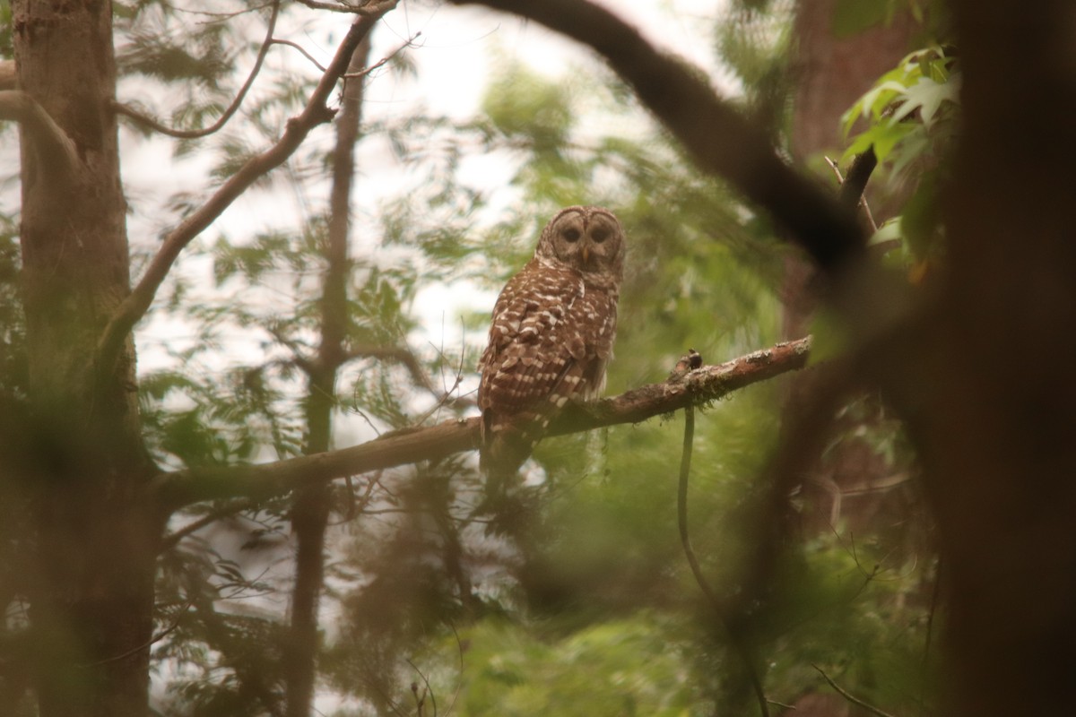 Barred Owl - ML234073161