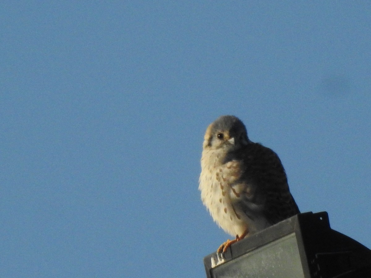 American Kestrel - ML234074151