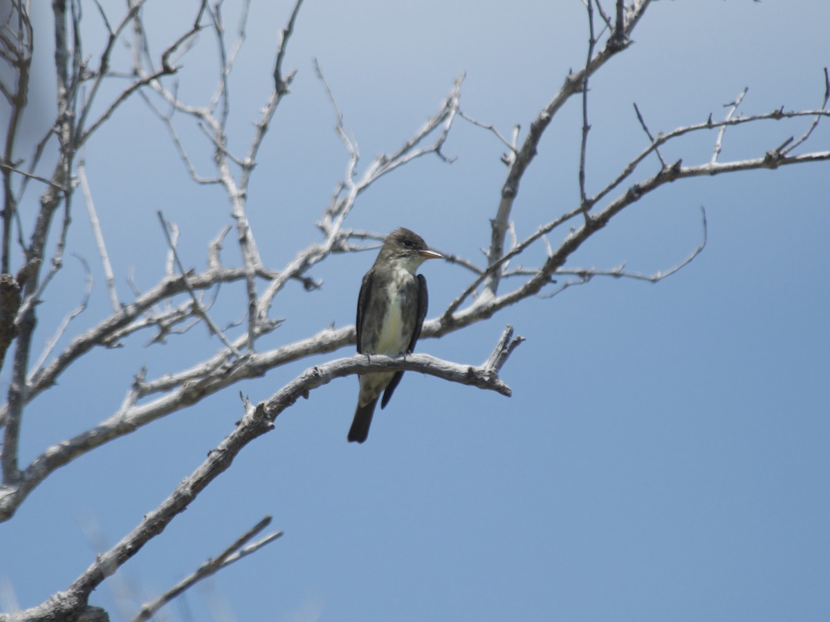 Olive-sided Flycatcher - ML234074241