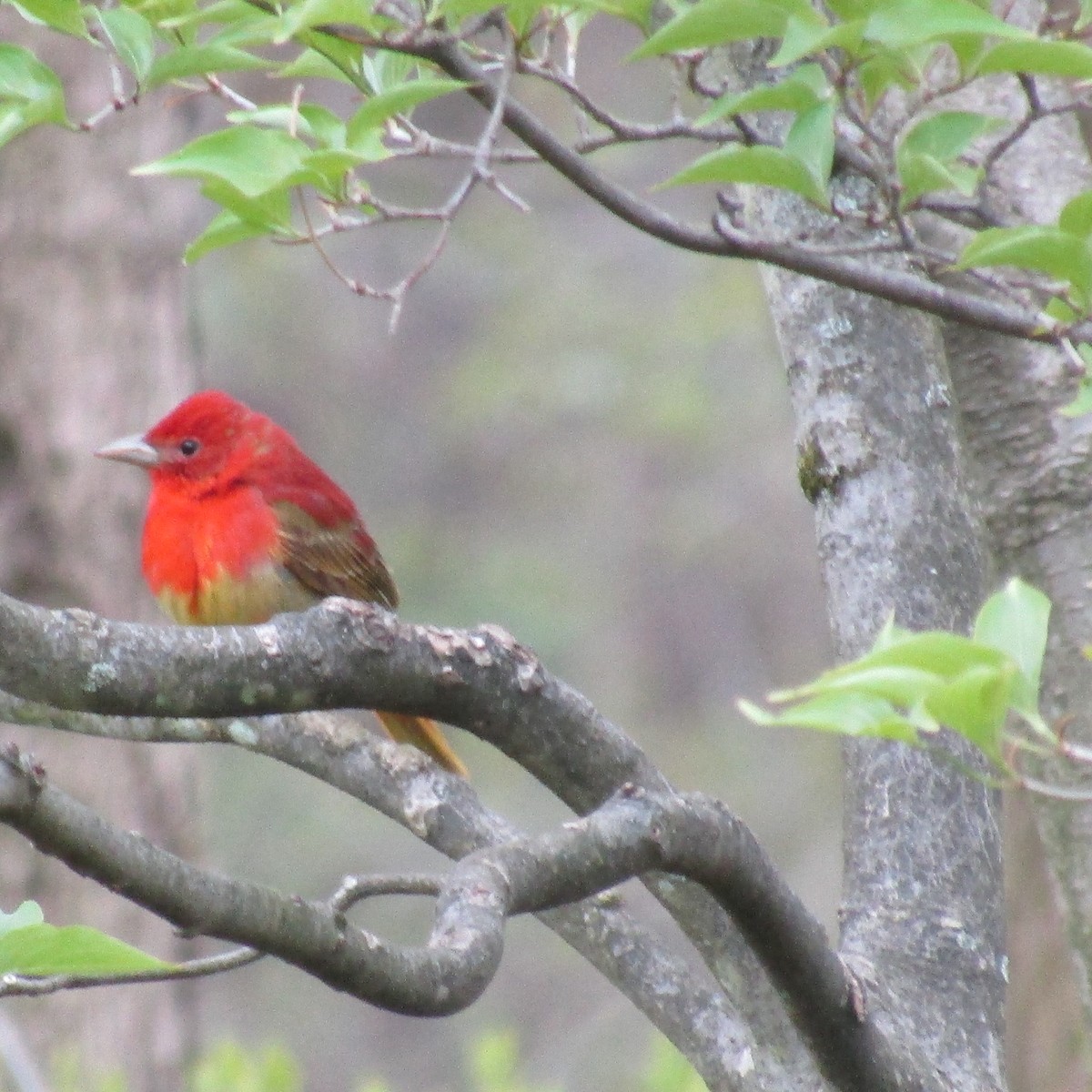 Summer Tanager - ML234074331