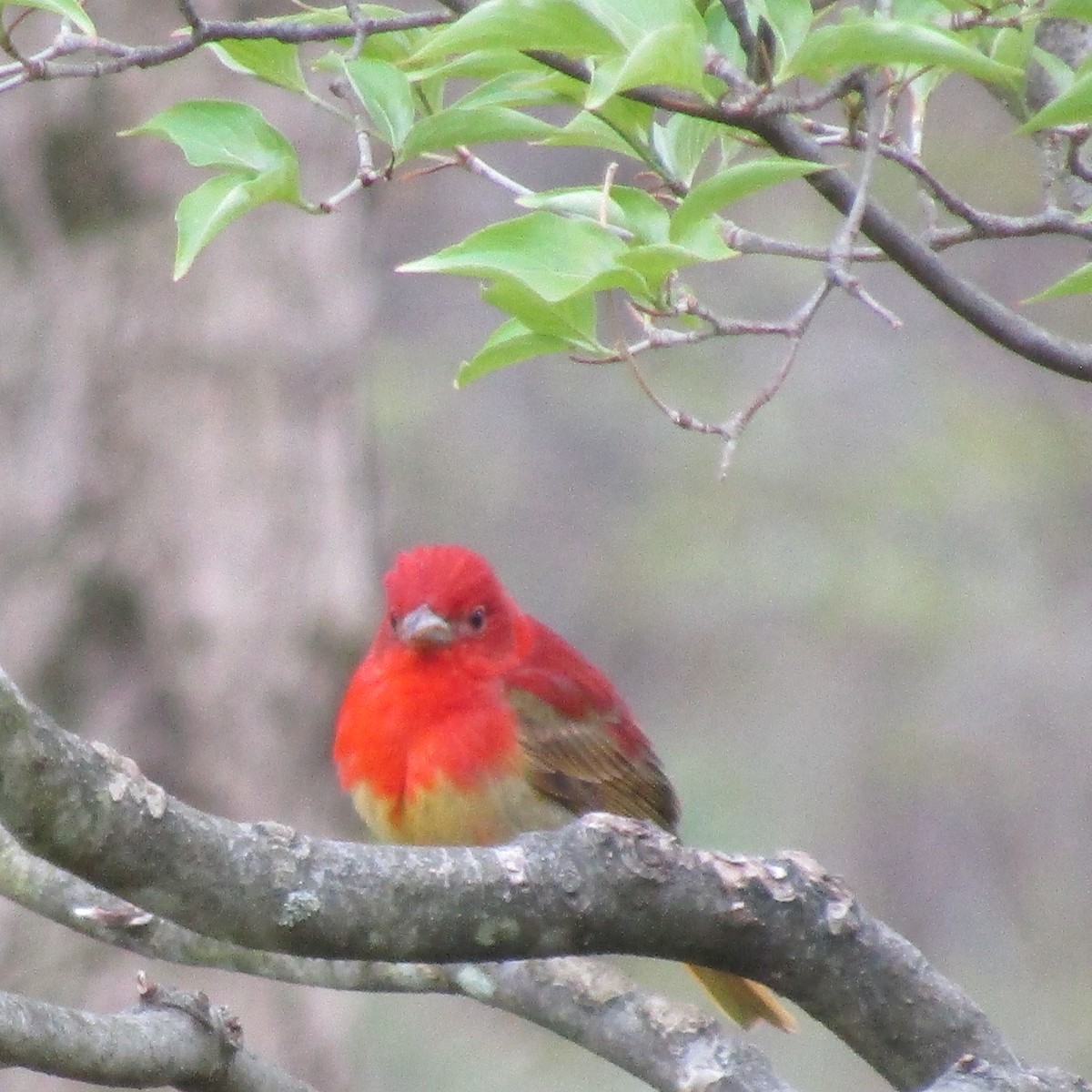 Summer Tanager - ML234074451