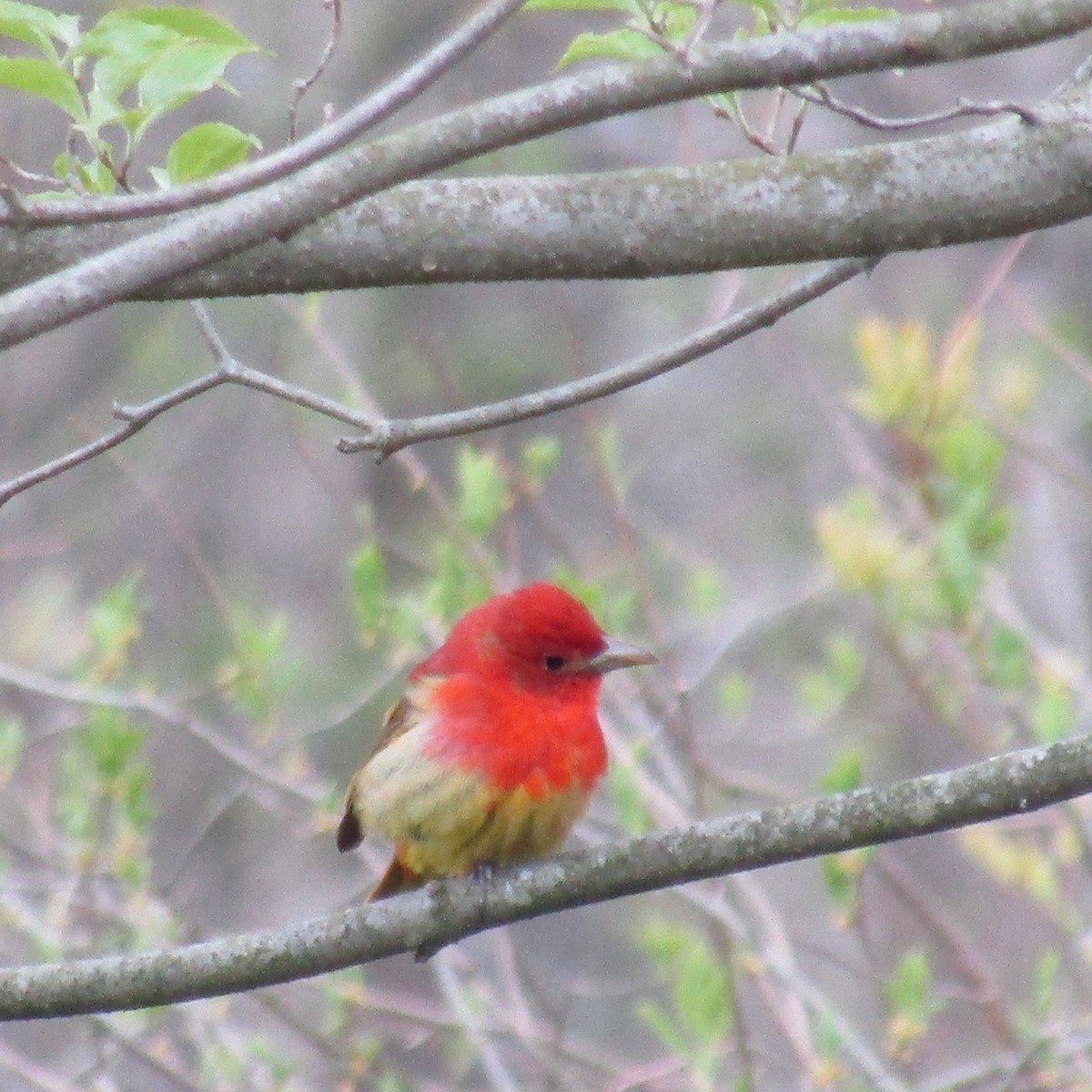 Summer Tanager - ML234074501