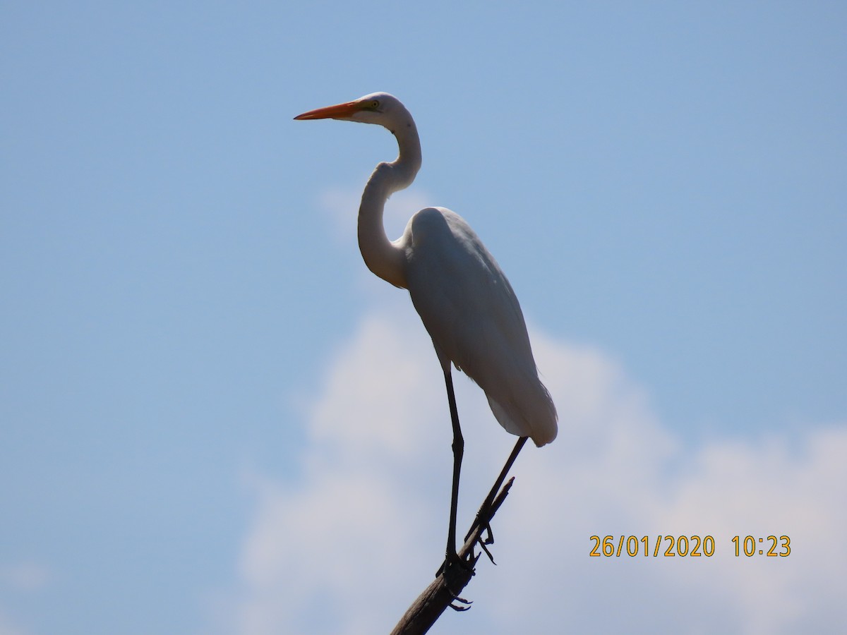 Grande Aigrette (egretta) - ML234074611