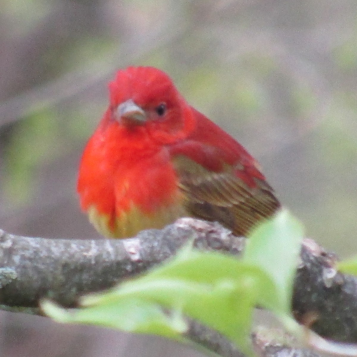 Summer Tanager - ML234074641