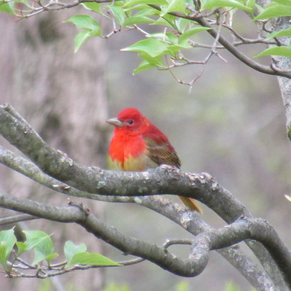 Summer Tanager - ML234074671