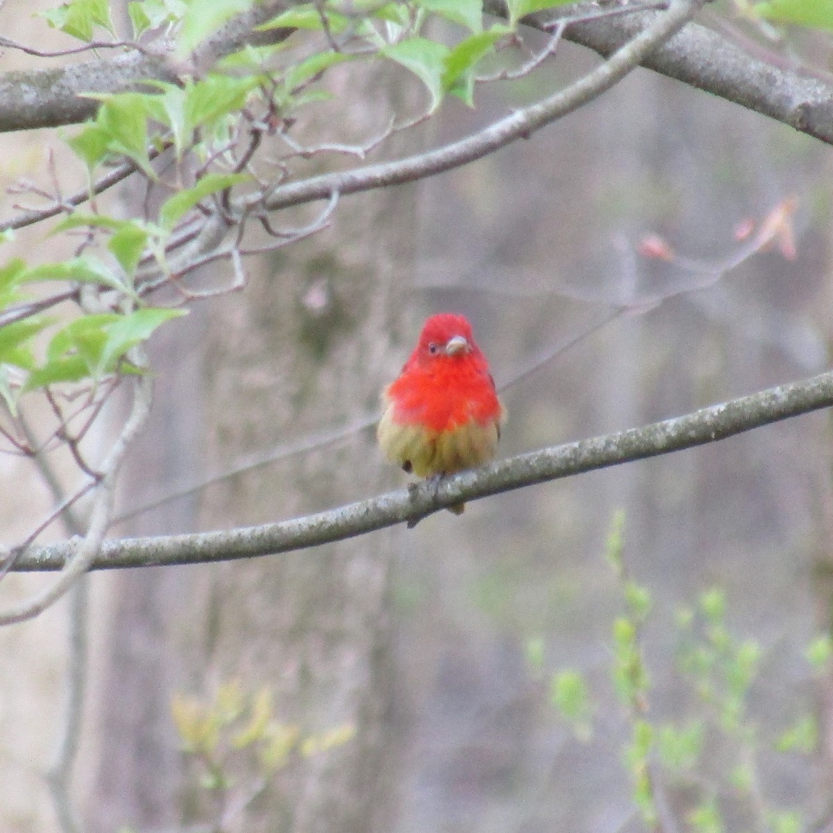 Summer Tanager - ML234074681