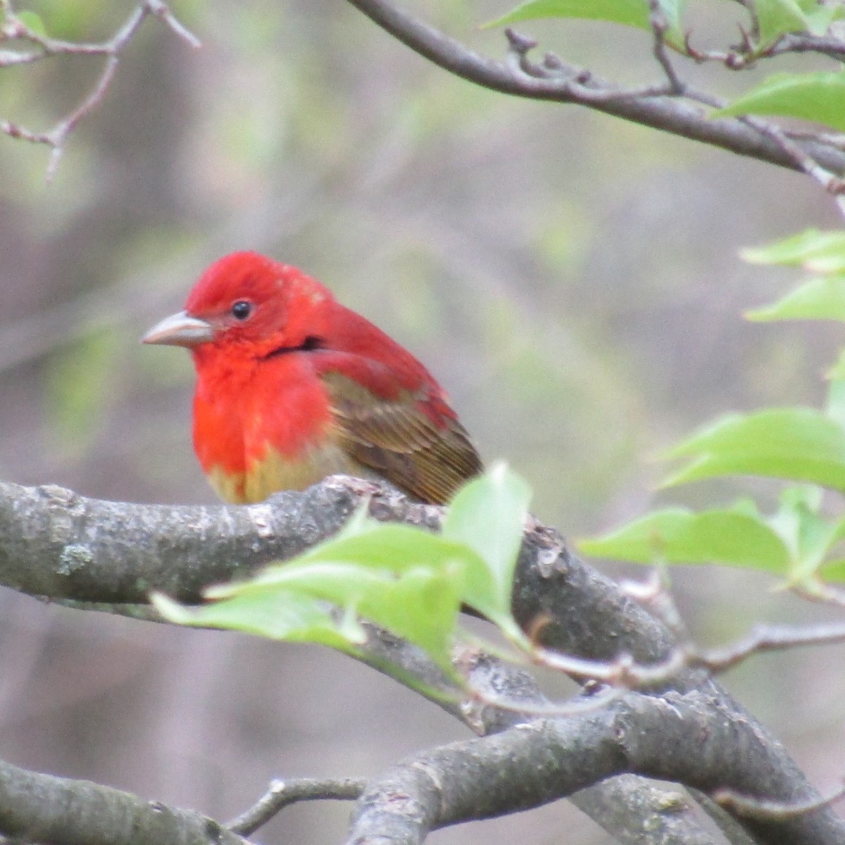 Summer Tanager - ML234074731