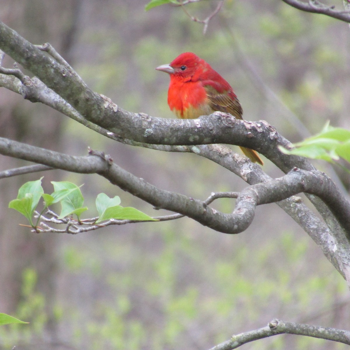 Summer Tanager - ML234074791