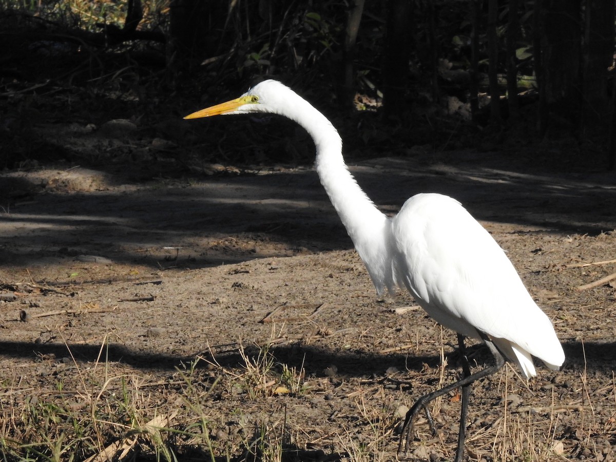 Great Egret - Fabricio Candia