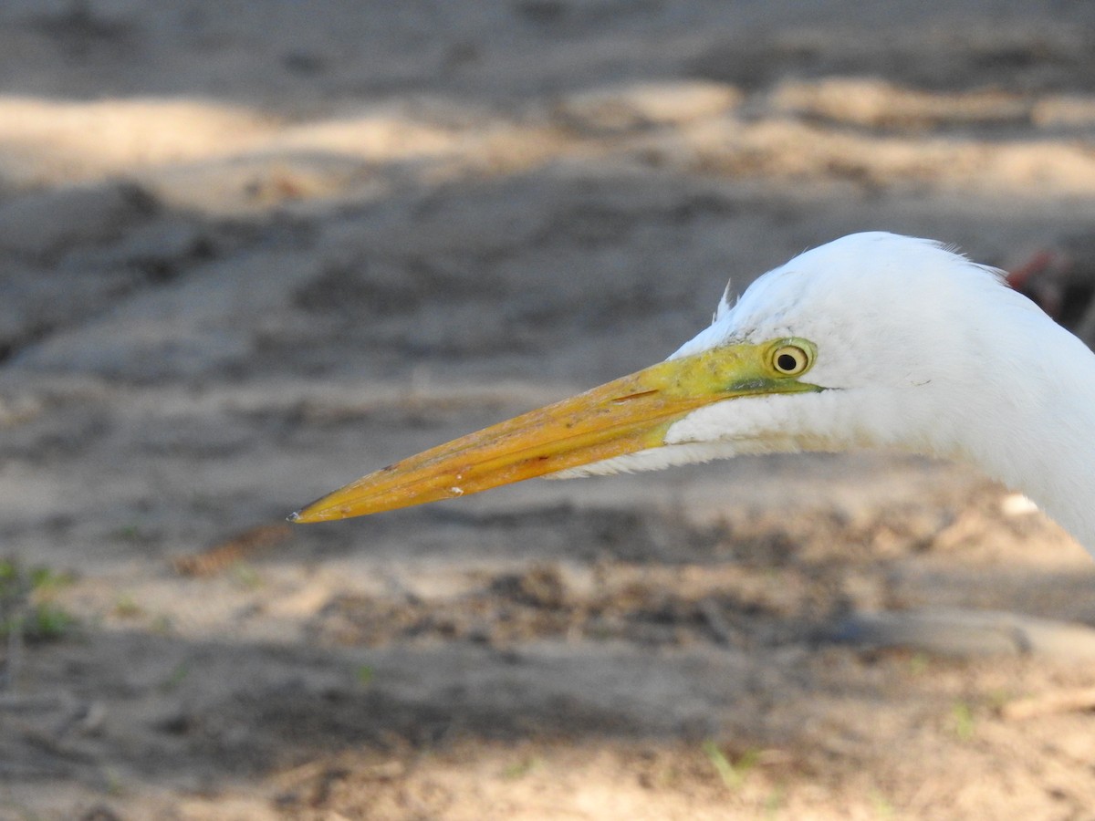 Great Egret - ML234075171