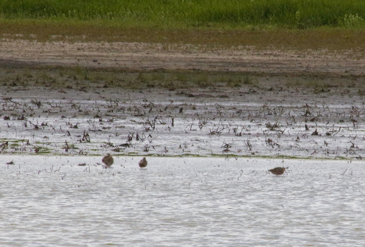 Short-billed Dowitcher - ML234075841