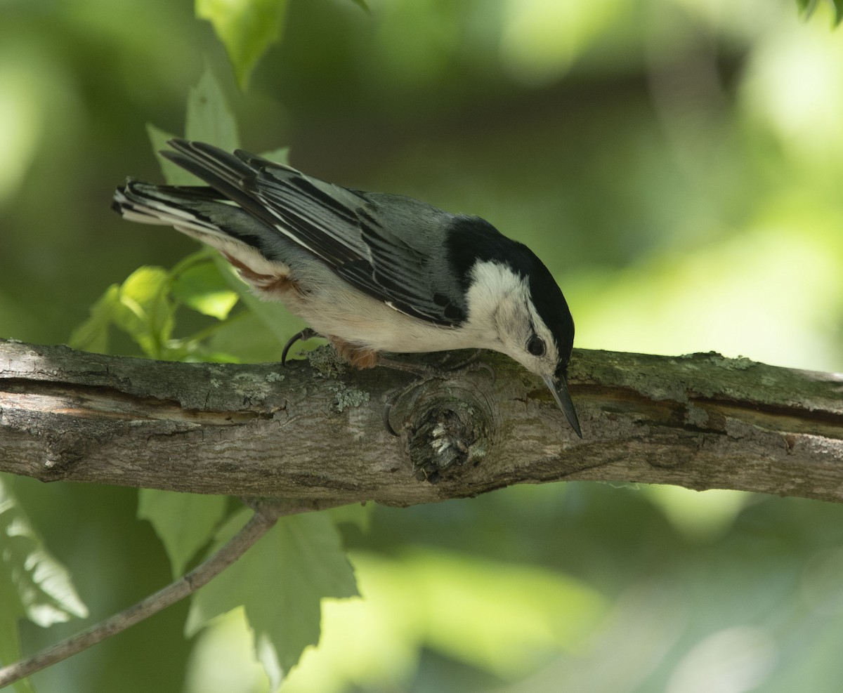 White-breasted Nuthatch - ML234076301
