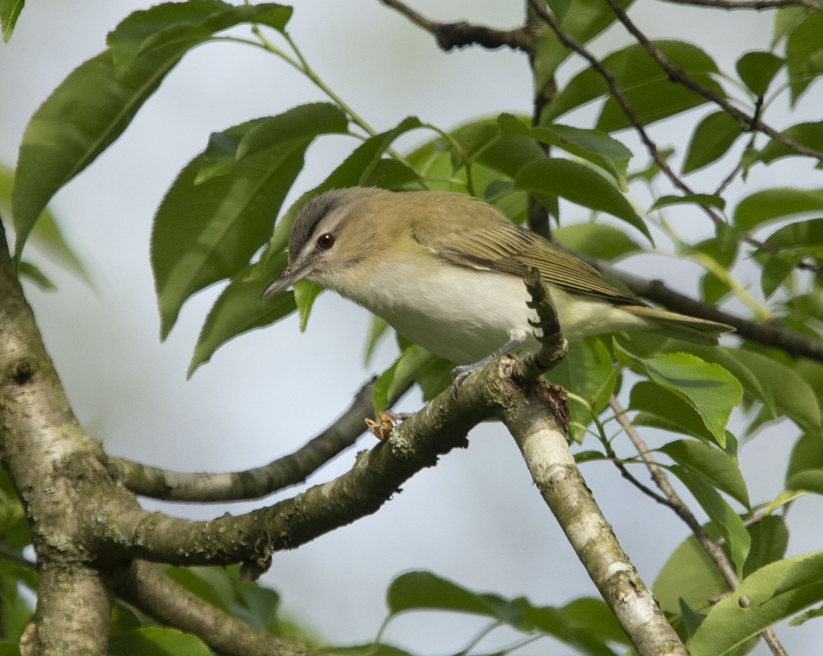 rødøyevireo - ML234076931