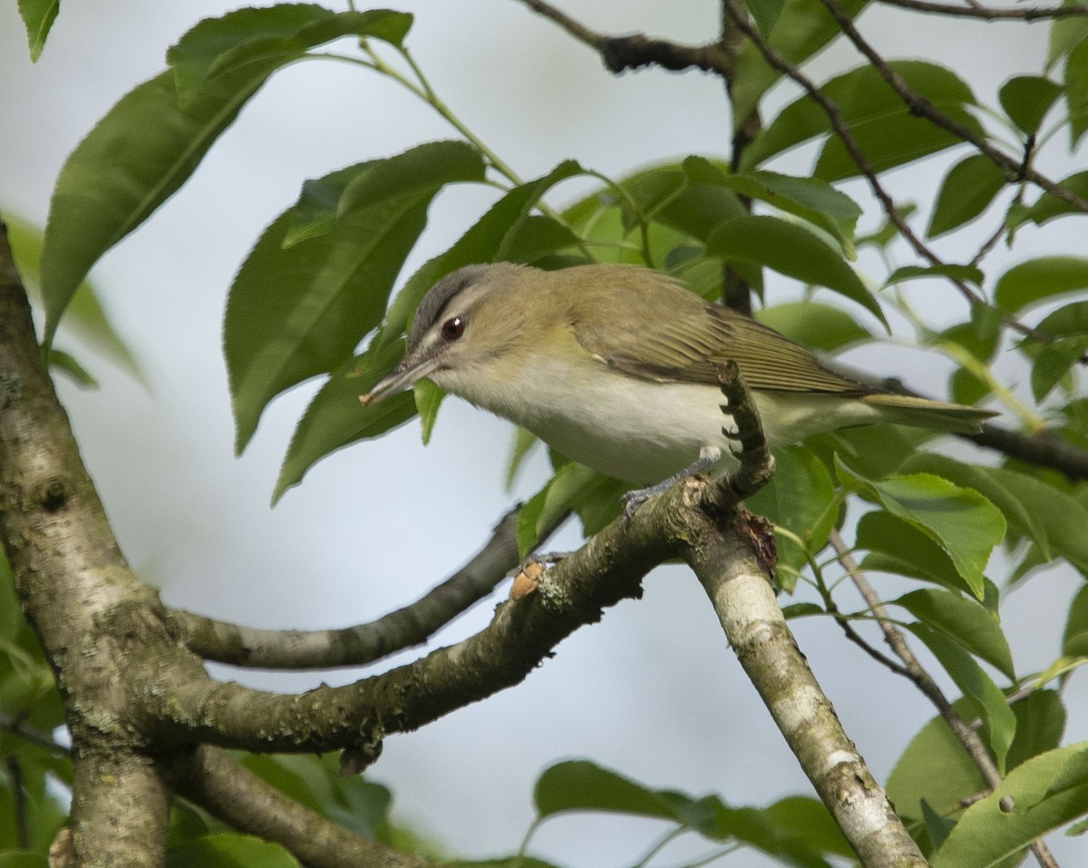 Kızıl Gözlü Vireo - ML234076941