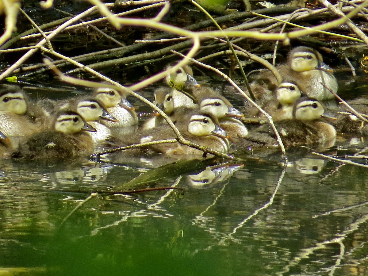 Canard branchu - ML234077051