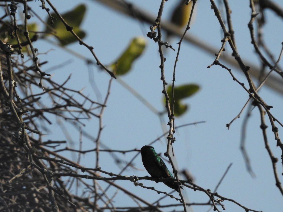 Glittering-bellied Emerald - ML234077111