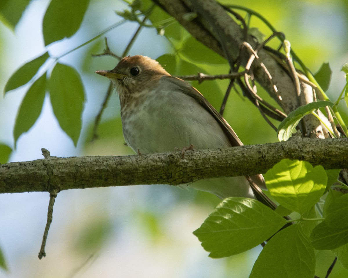 Veery - Brian Davis