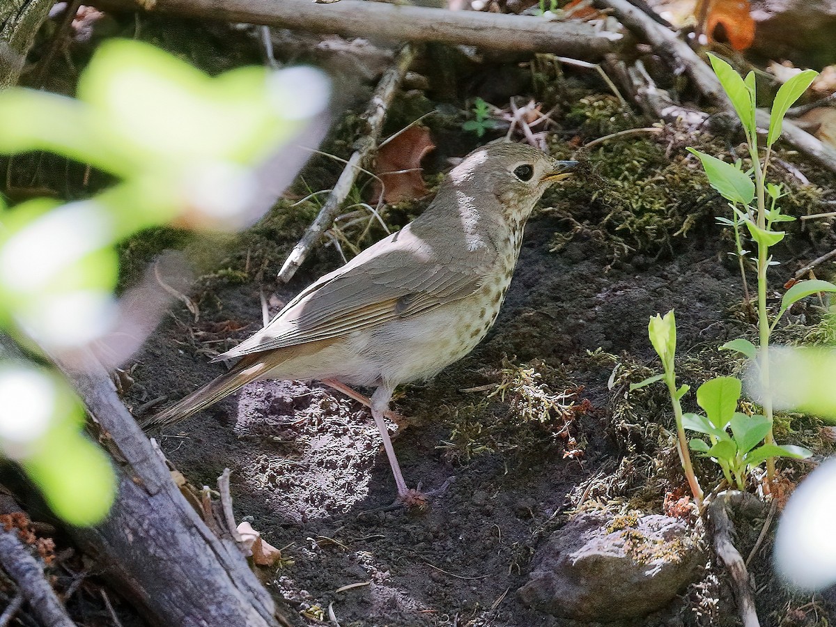 Hermit Thrush - ML234077481