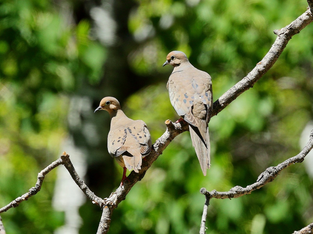 Mourning Dove - ML234077511