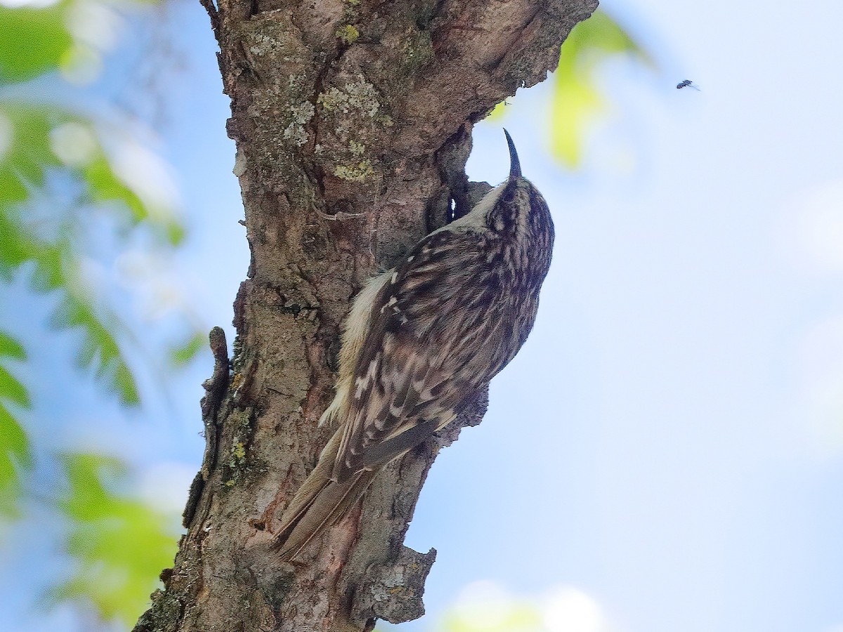 Brown Creeper - ML234077681