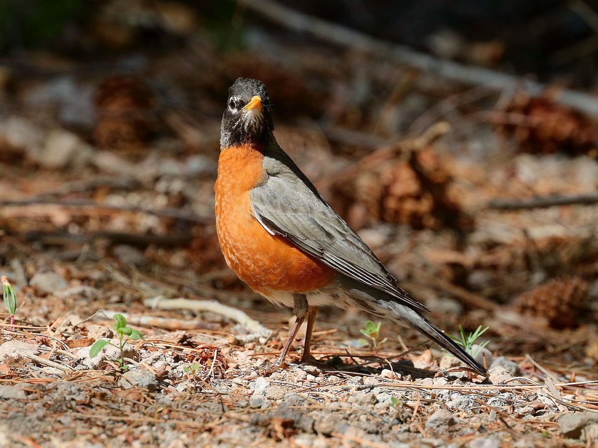 American Robin - ML234077861