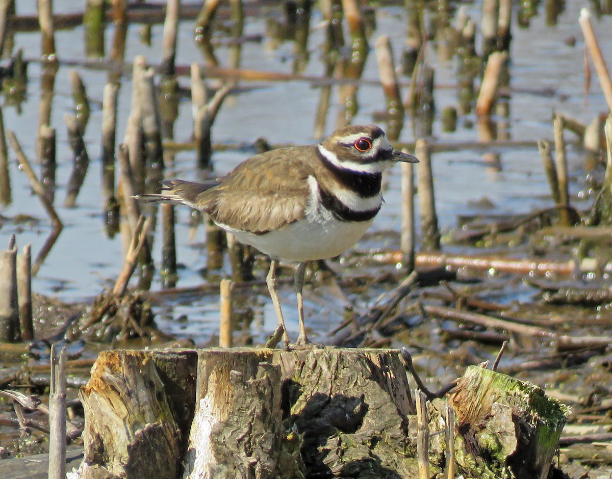 Killdeer - ML234079051