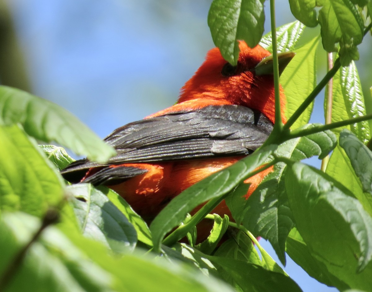 Scarlet Tanager - Karen Mammone