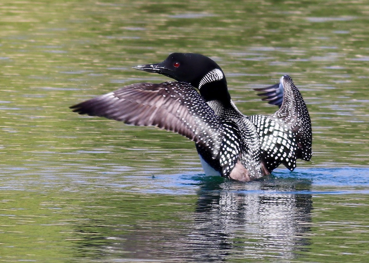 Common Loon - Charlie Nims