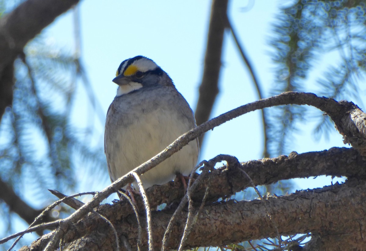White-throated Sparrow - ML234080931