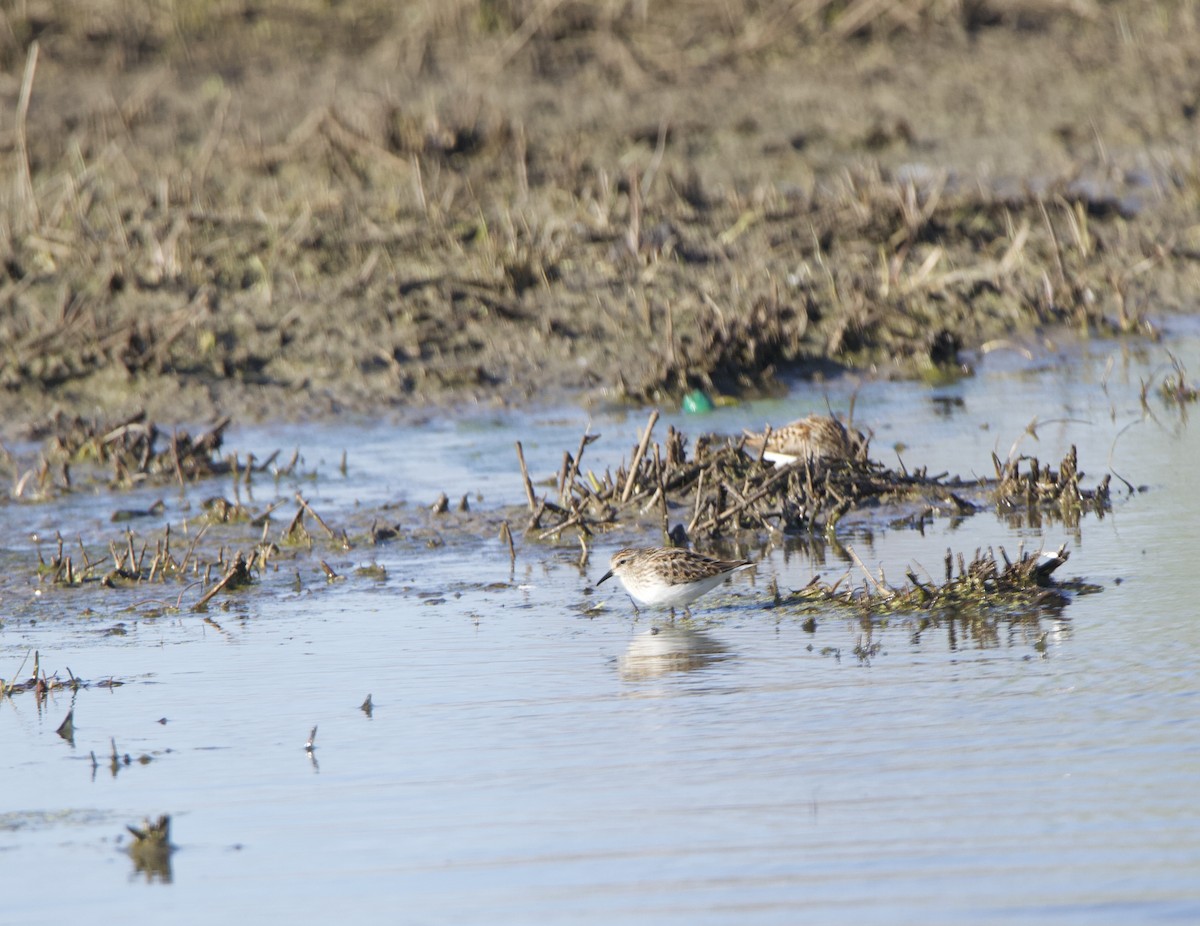 pygmésnipe - ML234082611