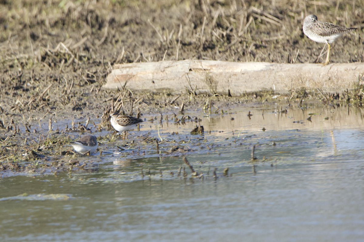 Least Sandpiper - Paul Miller