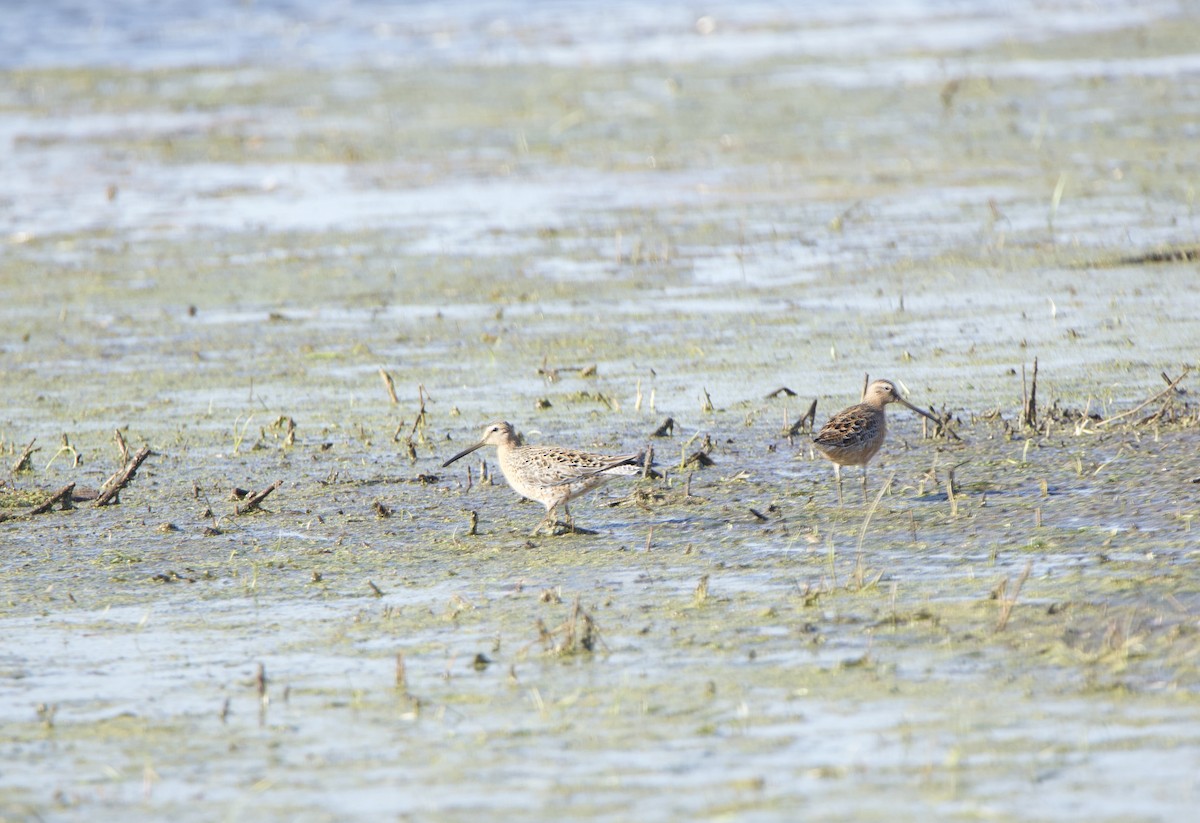 Short-billed Dowitcher - ML234082781