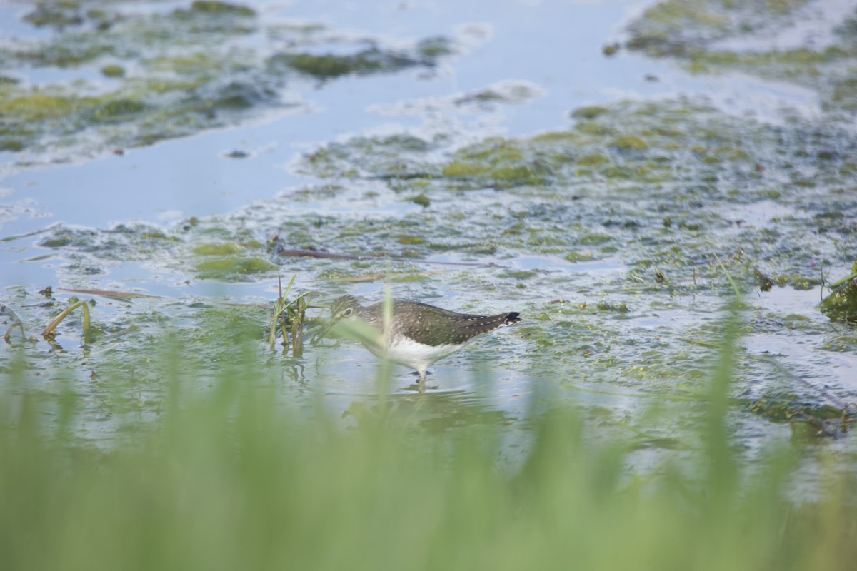 Solitary Sandpiper - ML234082981