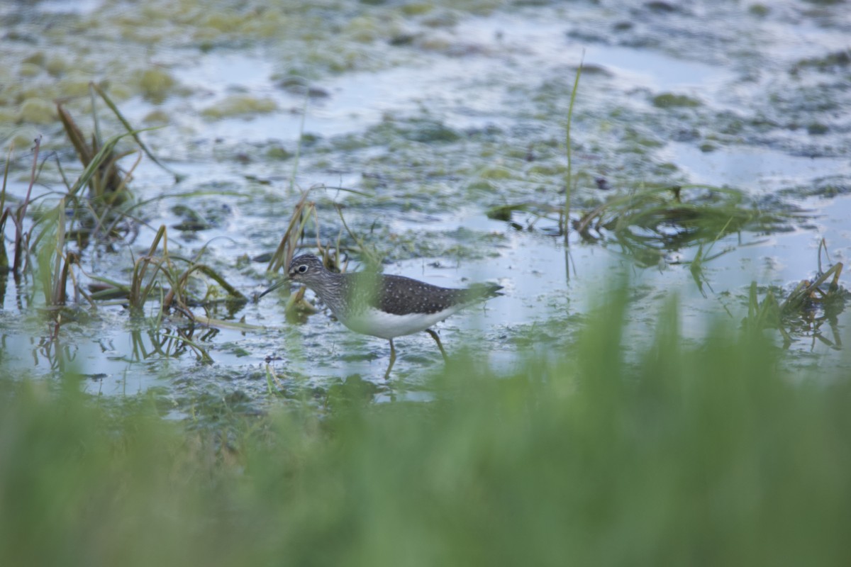 Solitary Sandpiper - Paul Miller