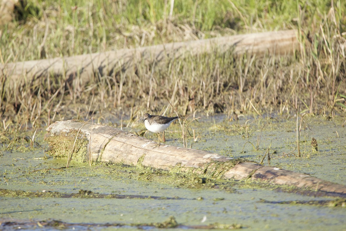 Solitary Sandpiper - Paul Miller