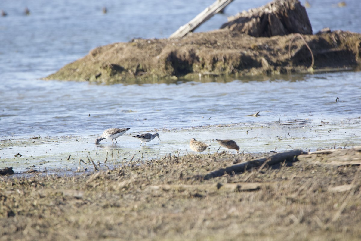 Greater Yellowlegs - ML234083481